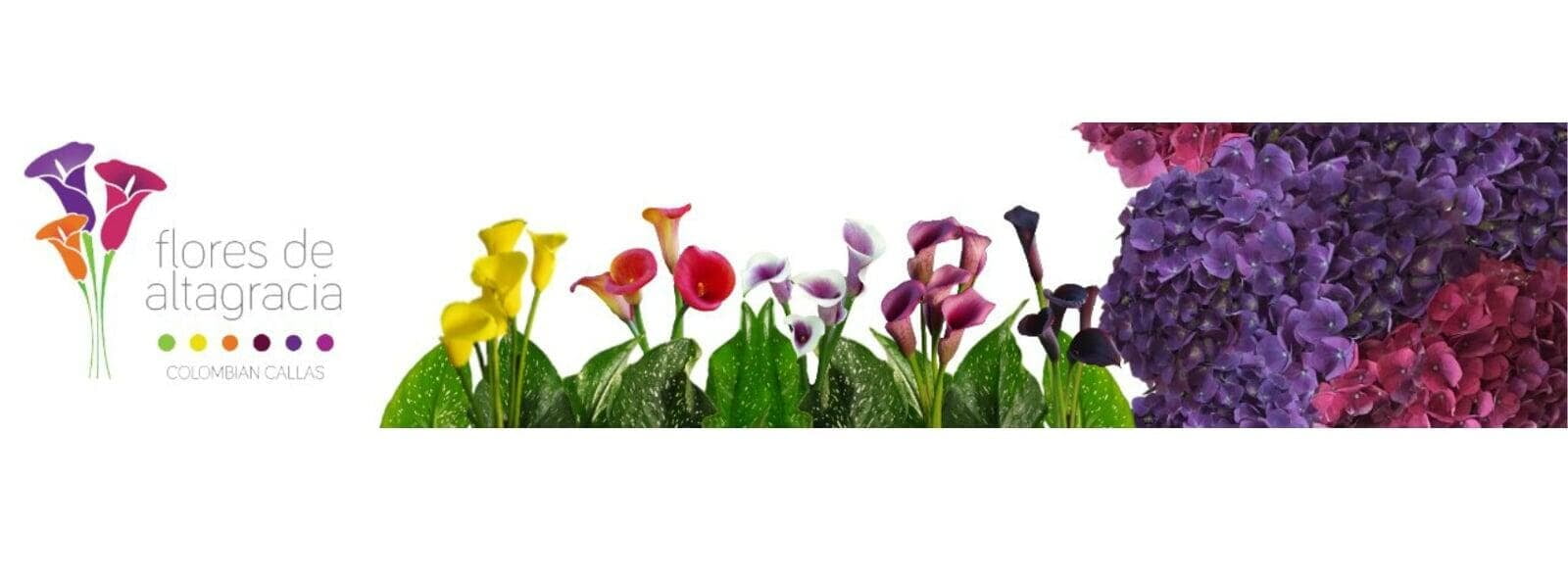 Flores de Altagracia es sinónimo de belleza y excelencia